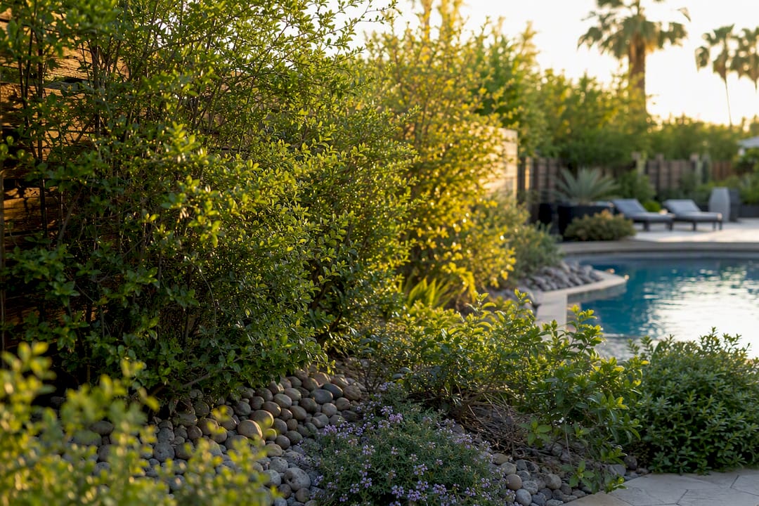 Desert shrubs screening and privacy plants near pool