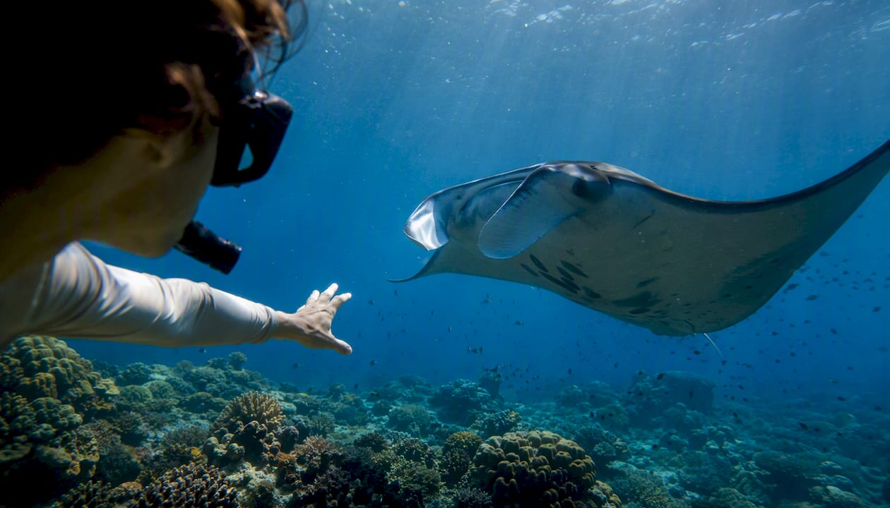 Snorkeler pointing at manta ray underwater