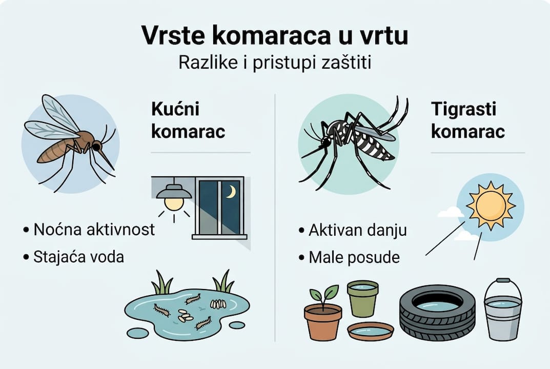 Infografika: vrste komaraca u Hrvatskoj i kako se zaštititi