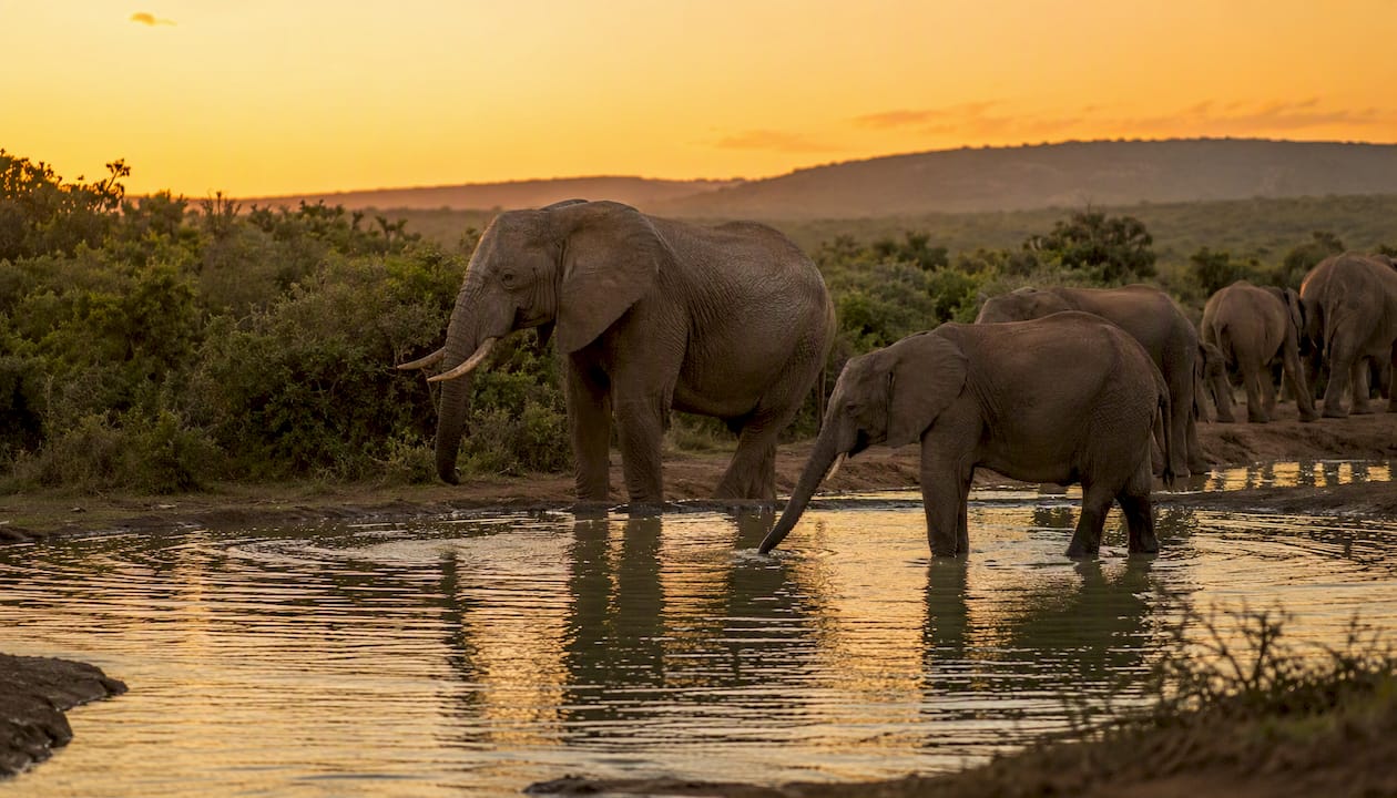 Elephants drinking at river in Eastern Cape safari park