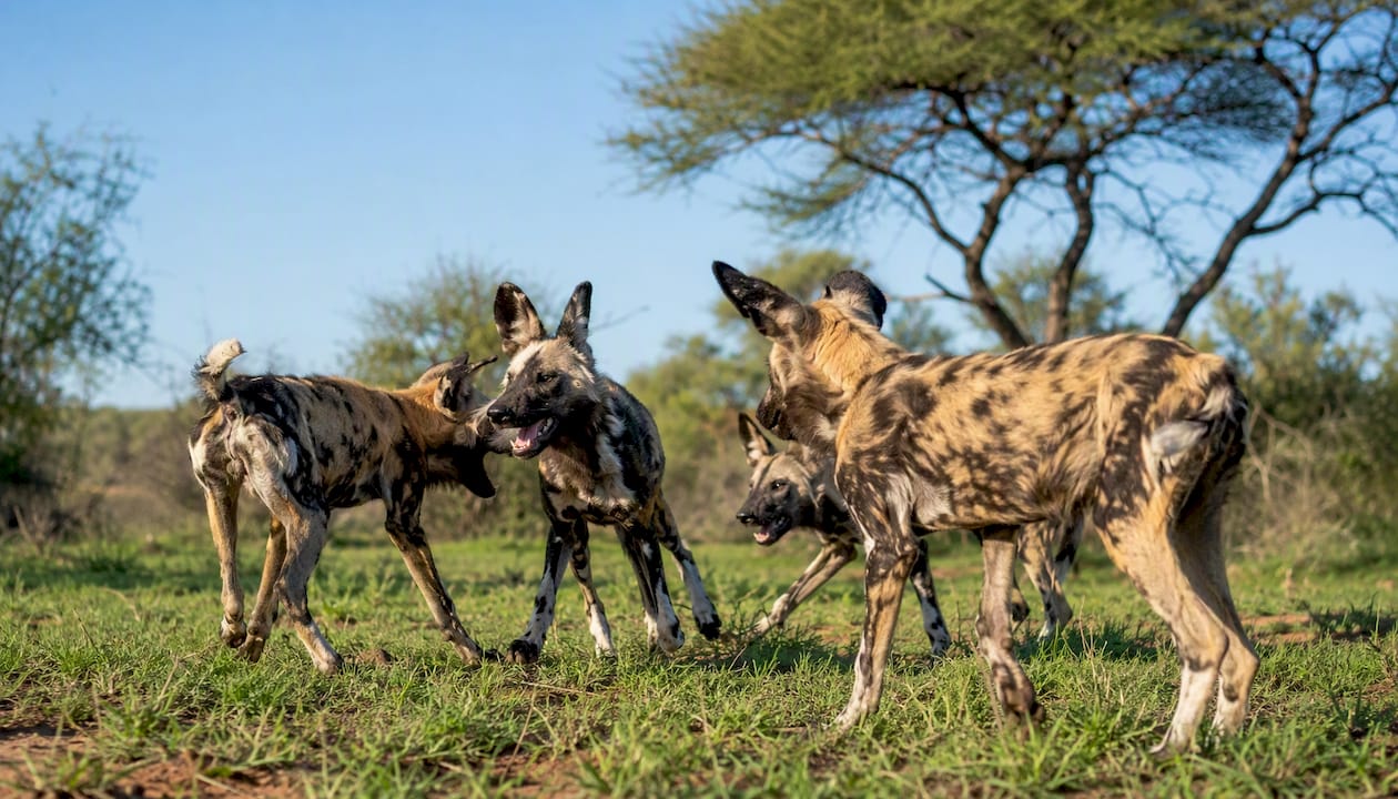 Wild dogs in grassy clearing at Madikwe Game Reserve