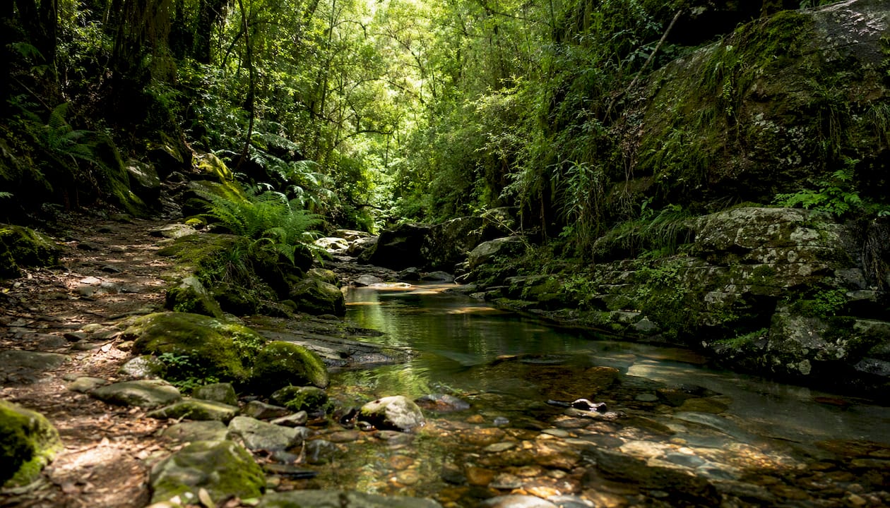 Tugela River flowing through forested gorge