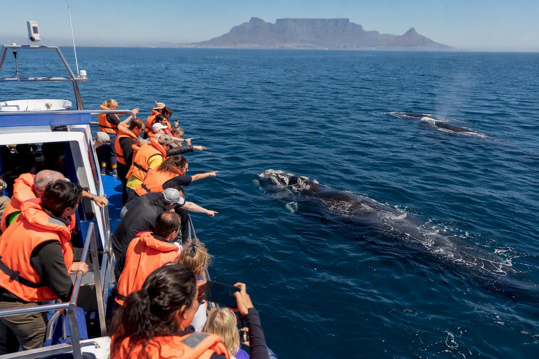 Whale watching boat near Cape Town coast