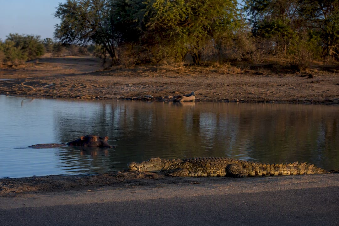 Hippo and crocodile at a Kruger waterhole