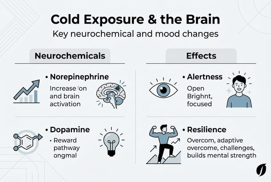 Cold exposure brain chemistry infographic key points