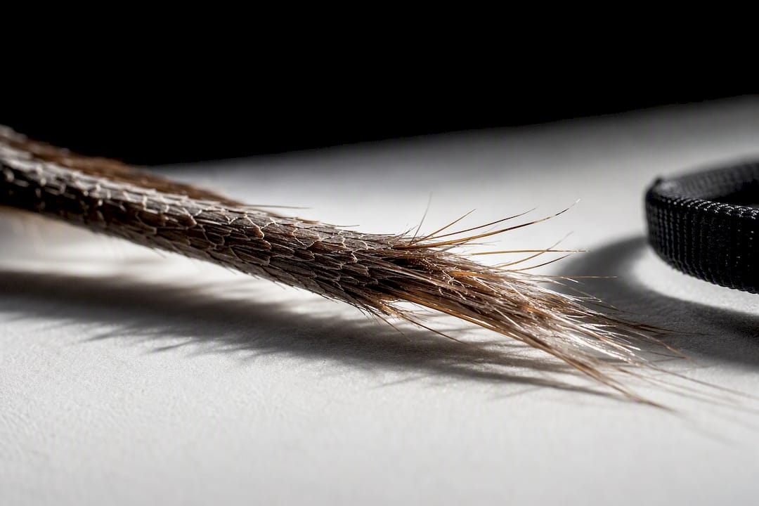 Extrem vergrößerte Nahaufnahme einer gespaltenen Haarspitze