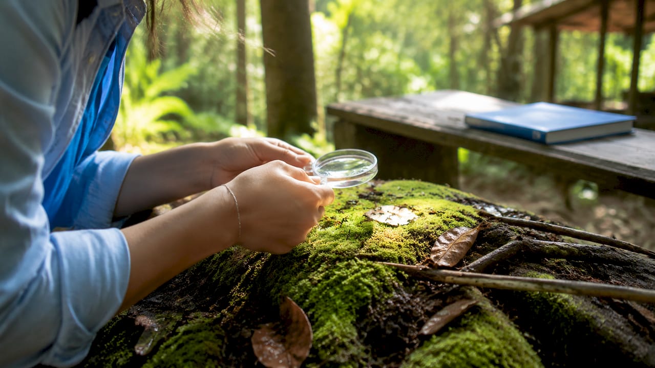 Close-up on hands examining moss and insects