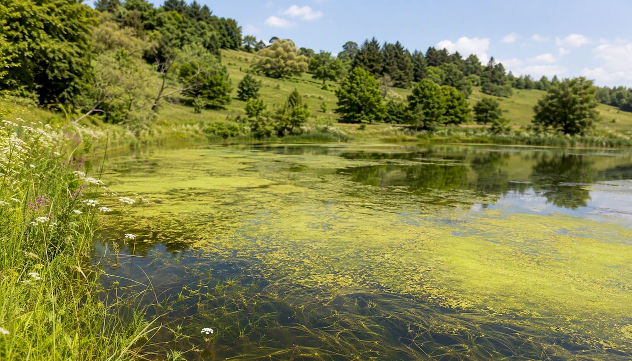Freshwater lake with visible algal bloom