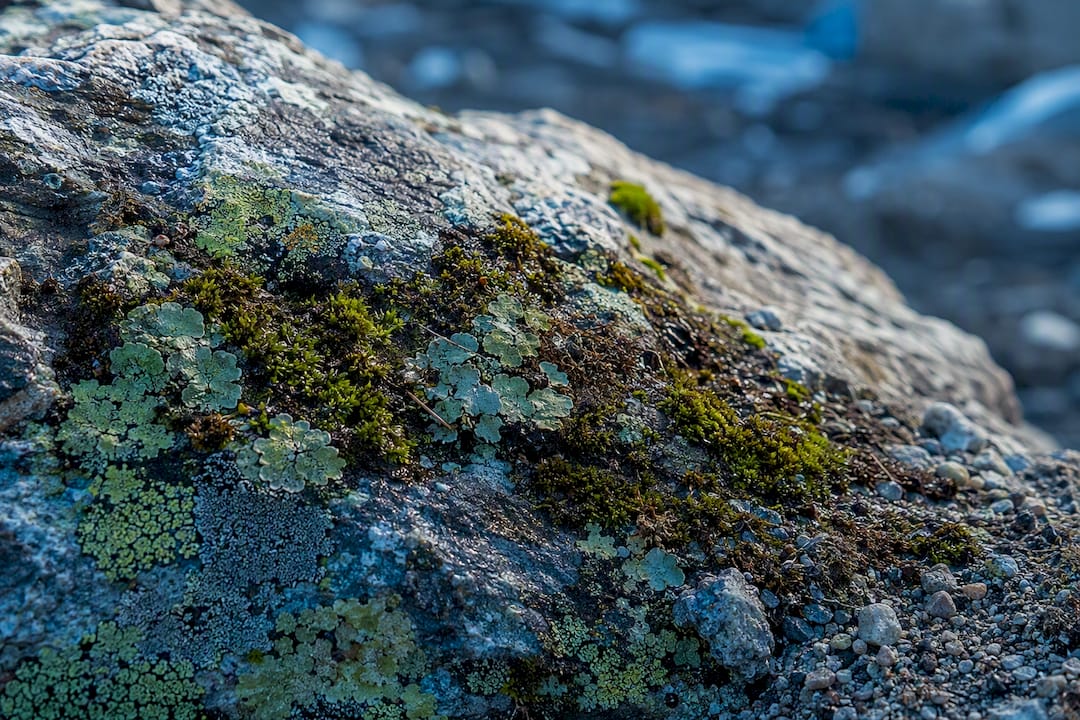 Lichens and moss colonizing bare rock