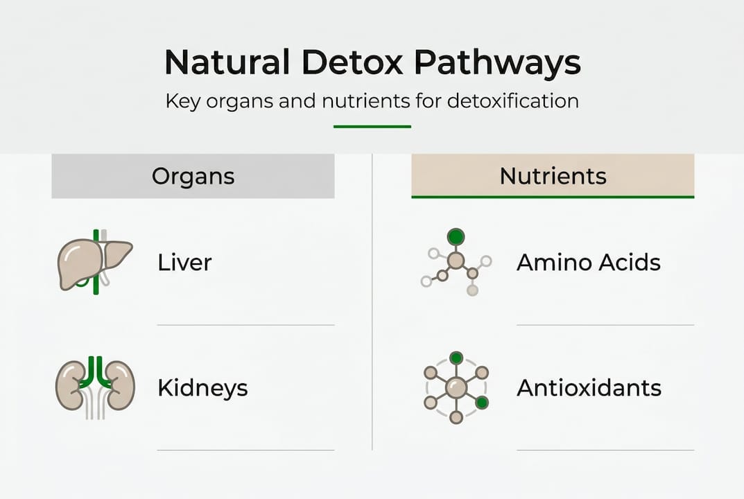 Infographic about body detox organs and nutrients