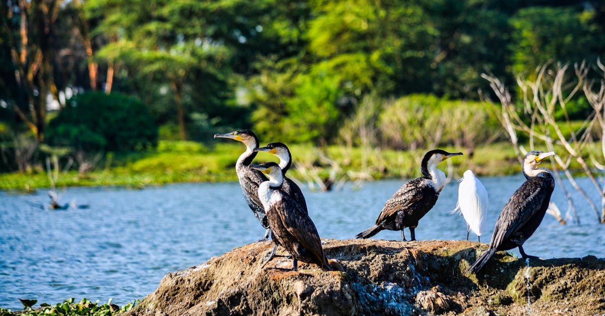 Tanzania safari scene with wildlife and travelers in national park