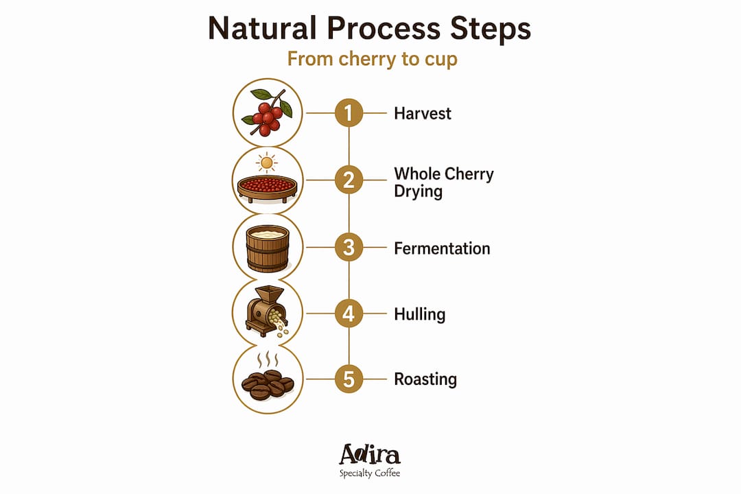 Infographic shows natural process coffee steps vertical flow