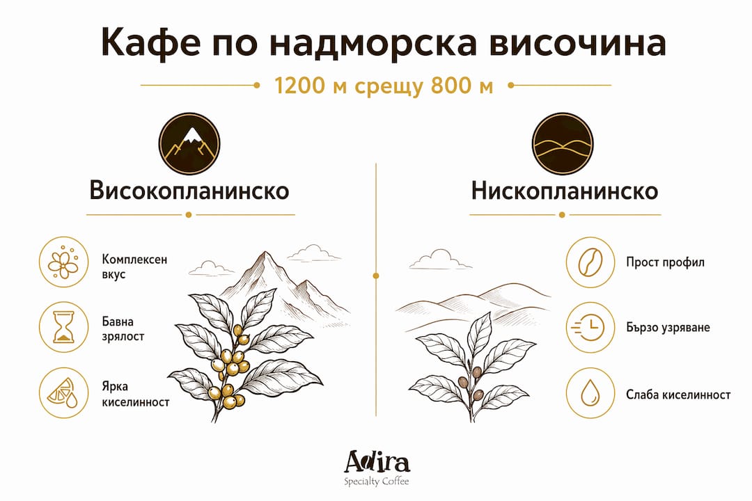 Инфографика: Сравнение между кафета, отглеждани на висока и ниска надморска височина