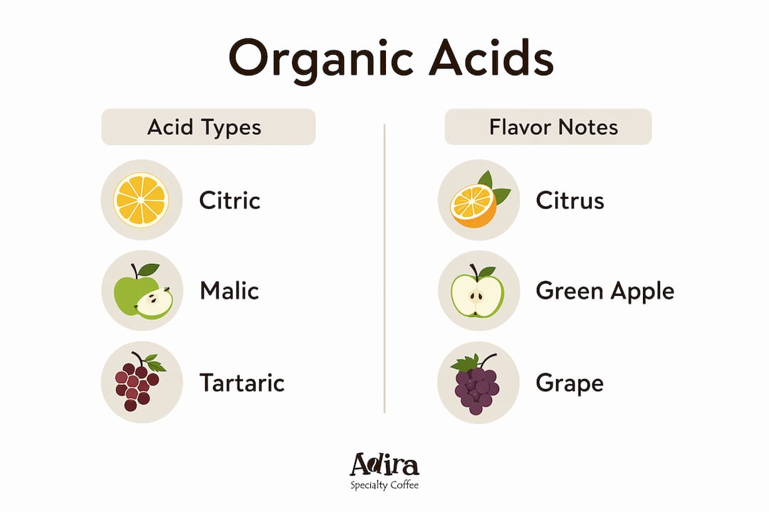 Infographic comparing coffee organic acids and flavor notes
