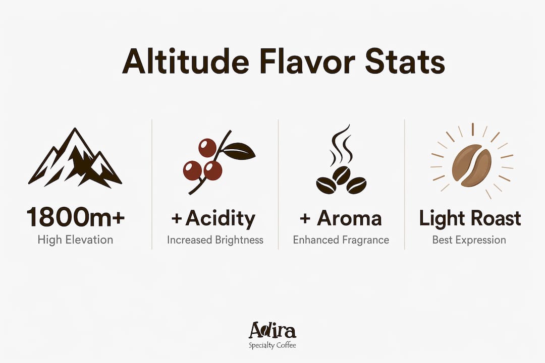 Infographic highlighting key altitude effects on coffee flavor