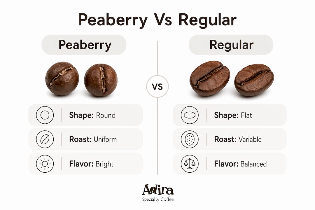 Infographic comparing peaberry and regular coffee beans