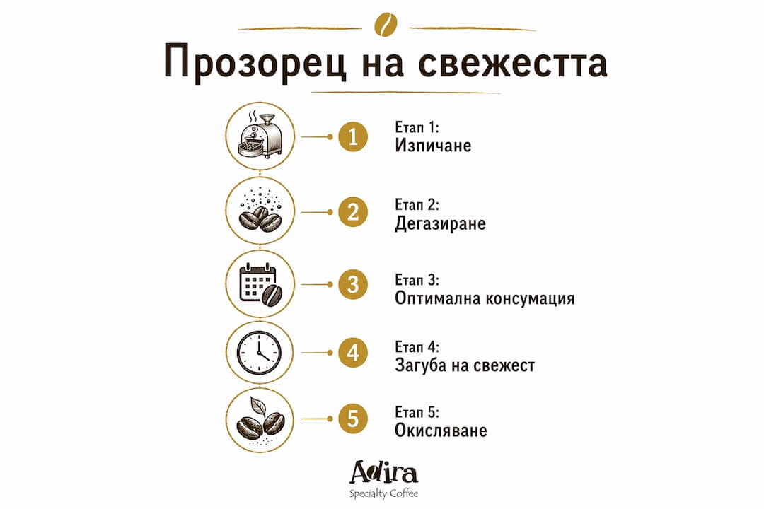 Инфографика, която представя различните етапи на свежестта на кафето и колко време те се запазват.