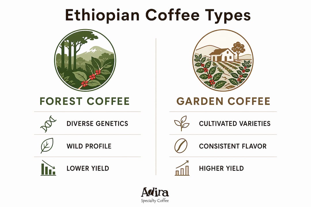 Infographic comparing Ethiopian forest versus garden coffees