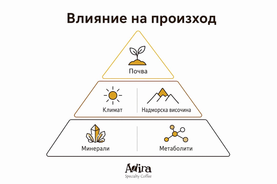 Инфографика: Какво значение има произходът на кафето?