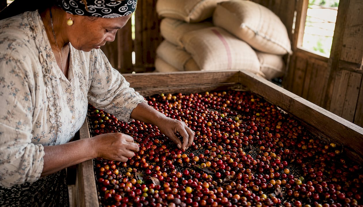 Hands sorting Ethiopian natural coffee cherries