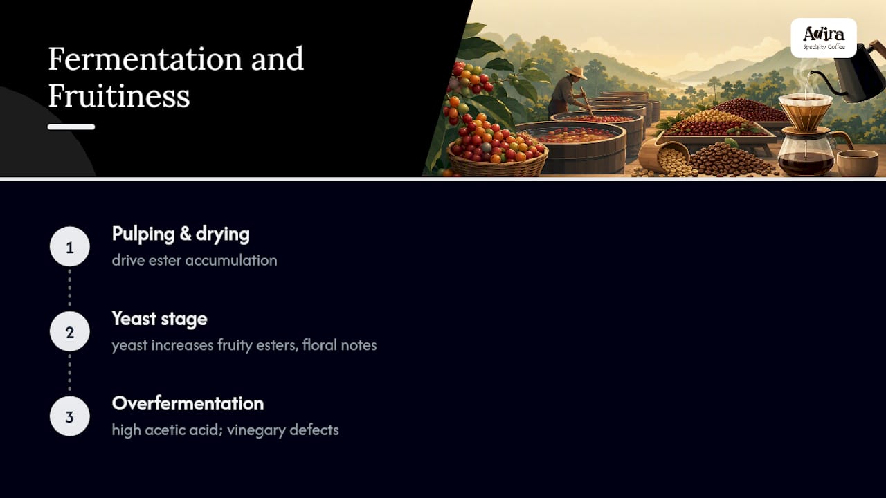 Diagram of fermentation stages vs fruity esters/acetic acid in coffee