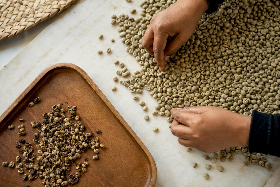 Hands removing defective green coffee beans