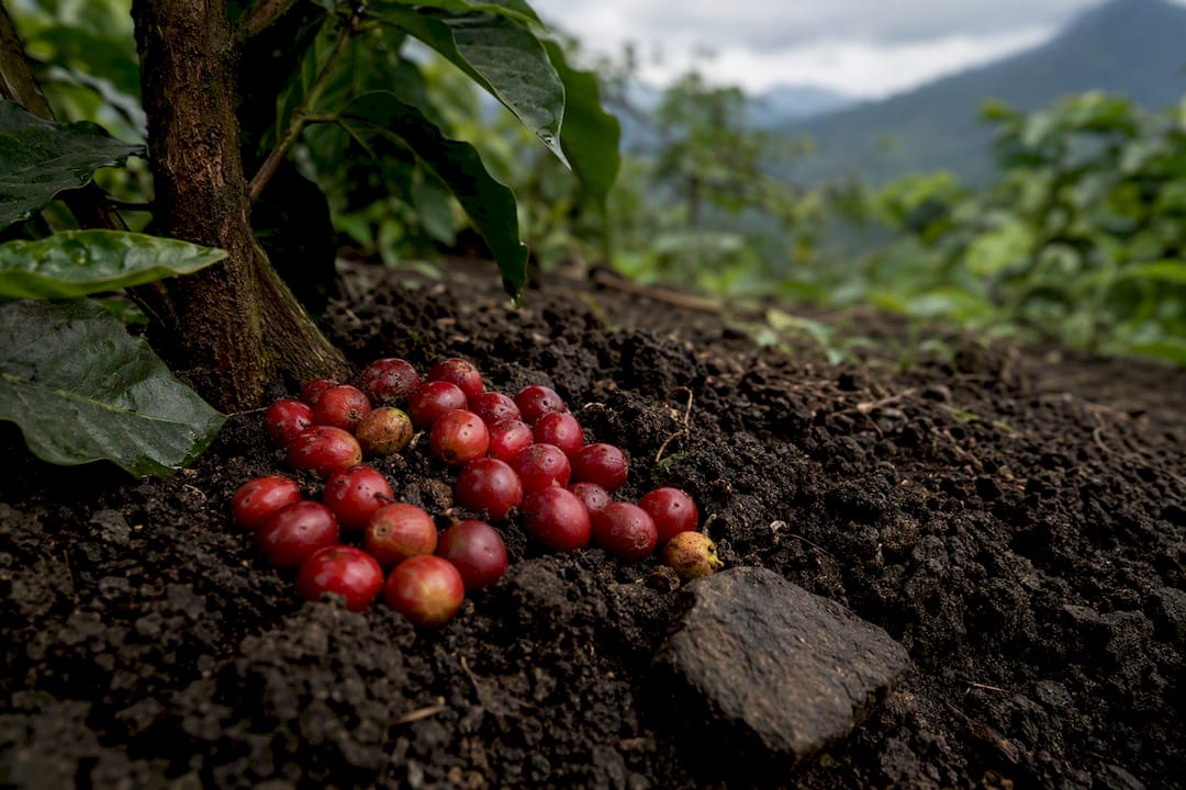 Coffee cherries beside volcanic soil