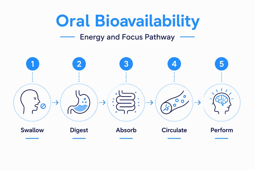 La infografía muestra las etapas del proceso de biodisponibilidad oral