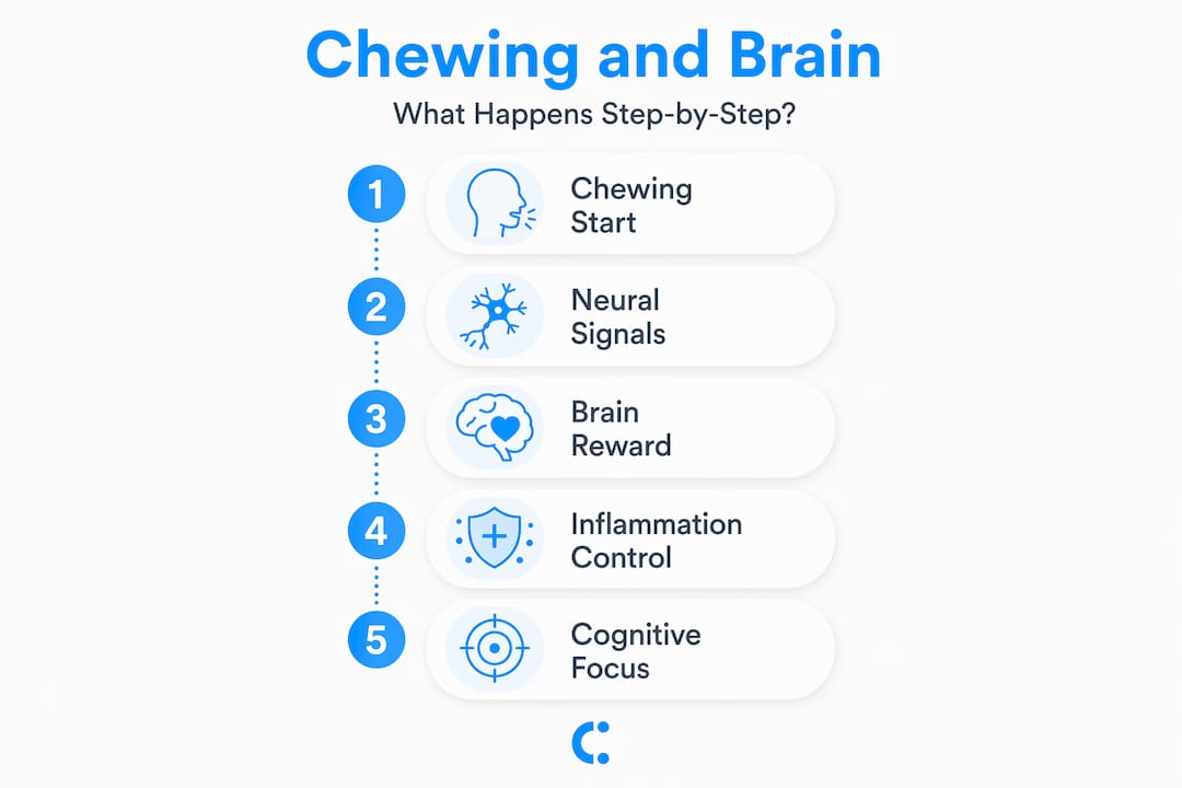 Infographic visualizing chewing process effect on brain
