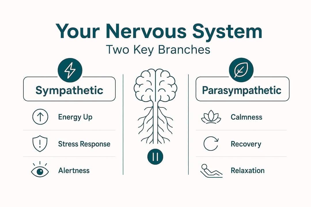 Infographic showing sympathetic vs parasympathetic system