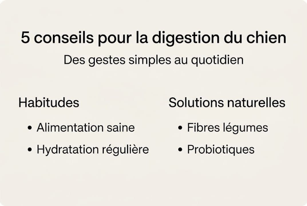 Infographie : nos astuces naturelles pour améliorer la digestion de votre chien