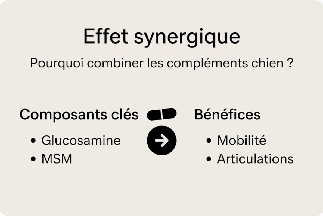 Infographie : découvrez comment les compléments alimentaires agissent en synergie pour le bien-être de votre chien