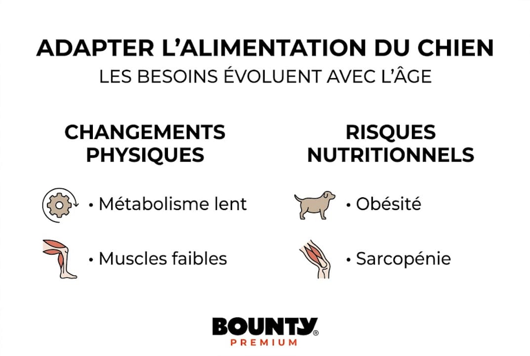 Infographie : les besoins nutritionnels du chien senior