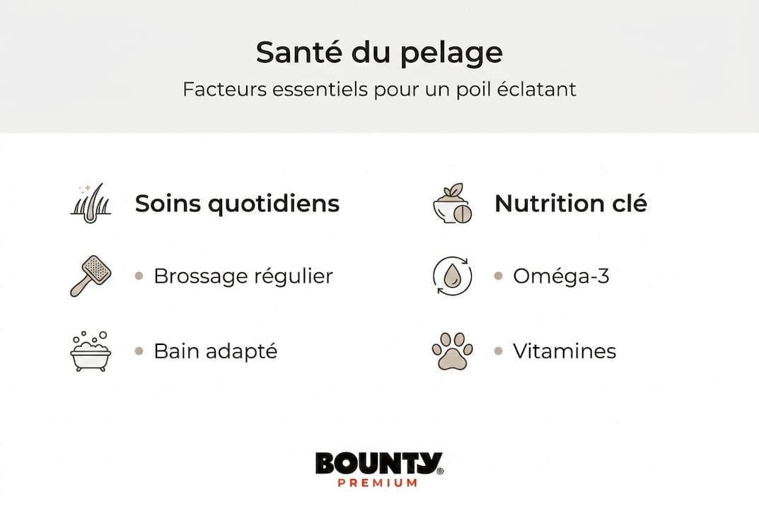 Tout savoir sur le pelage du chien : conseils d’entretien et recommandations nutritionnelles en infographie