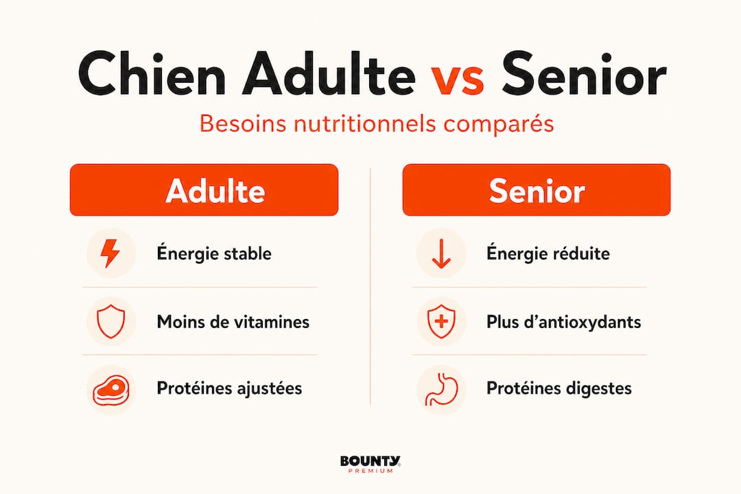 Infographie : quelles différences entre les besoins d’un chien adulte et ceux d’un chien senior ?