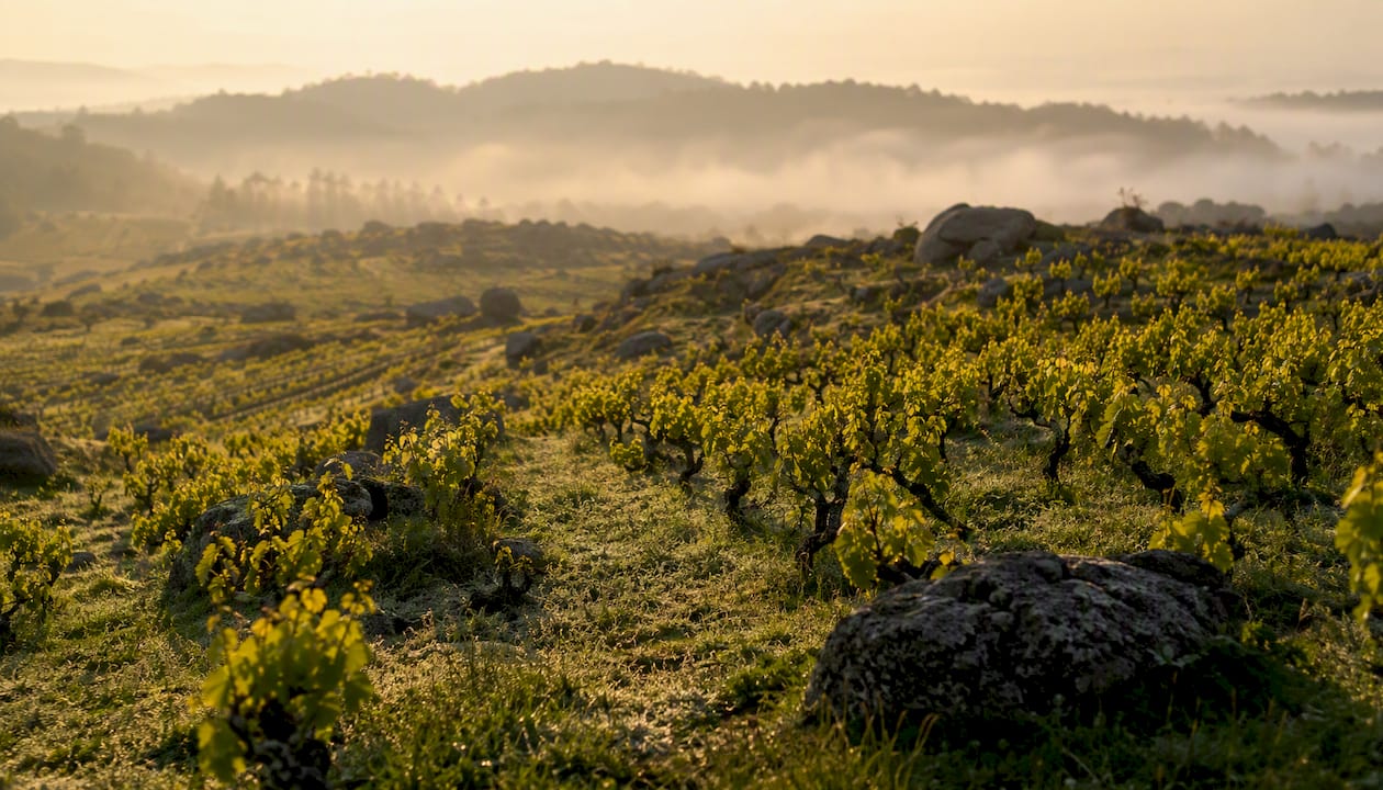 Ein Weinberg auf Granitboden unweit der Atlantikküste im sanften Licht des Morgens.