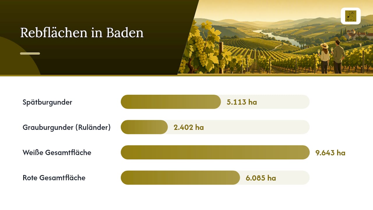 Übersicht der Rebflächen nach Rebsorten in Baden