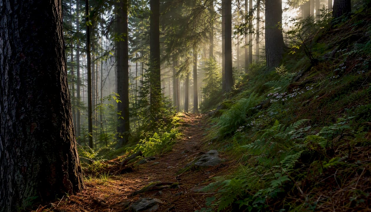 Raze blânde de soare strecurate printre brazi pe o potecă de munte, dis-de-dimineață.