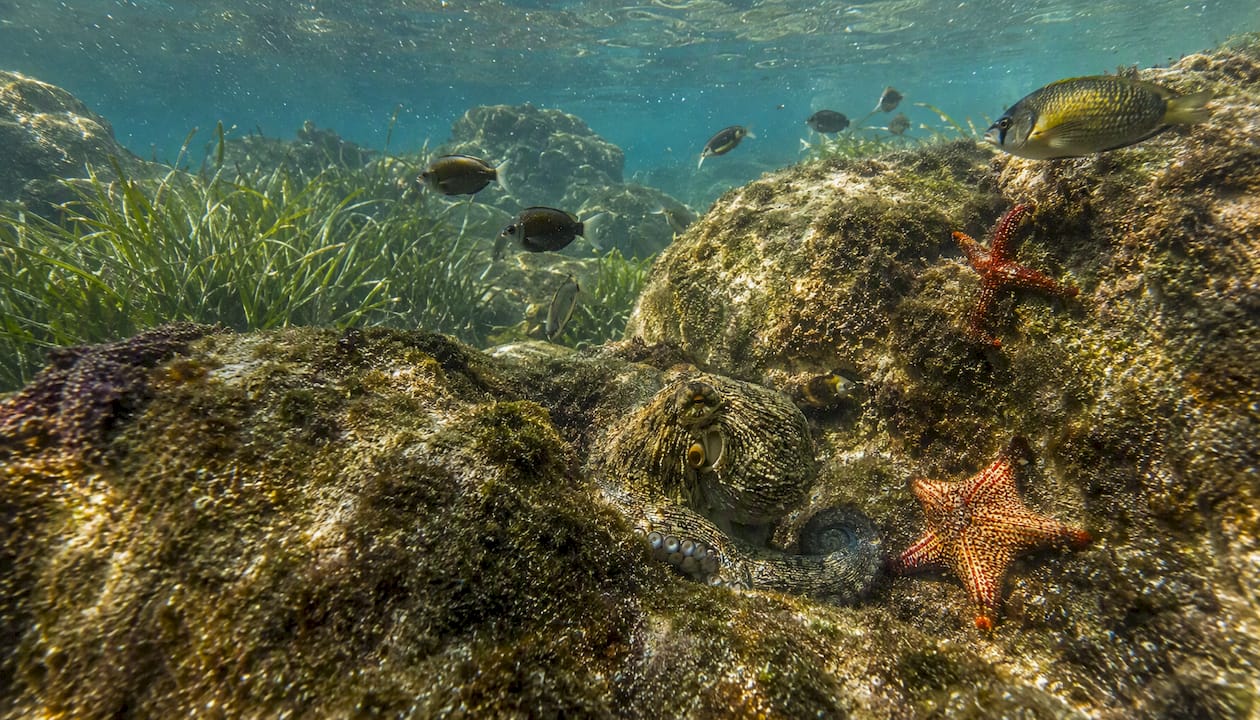 Rocky coral reef with colorful fish and marine life