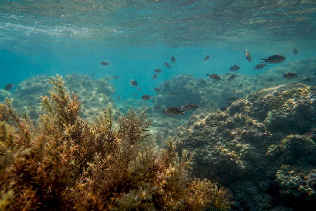 Vista subacquea della vita marina a La Maddalena