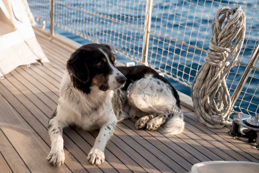 Cane di taglia media che riposa tranquillo sul ponte dello yacht
