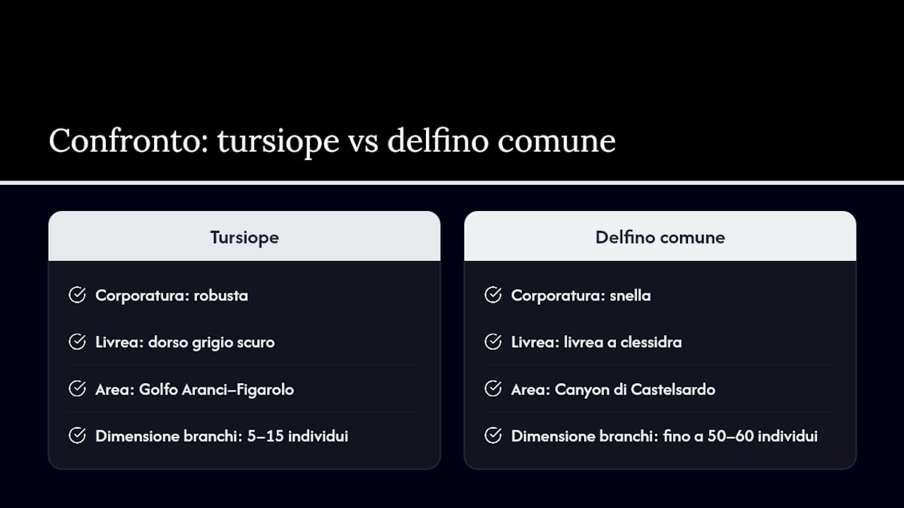 Differenze tra tursiope e delfino comune