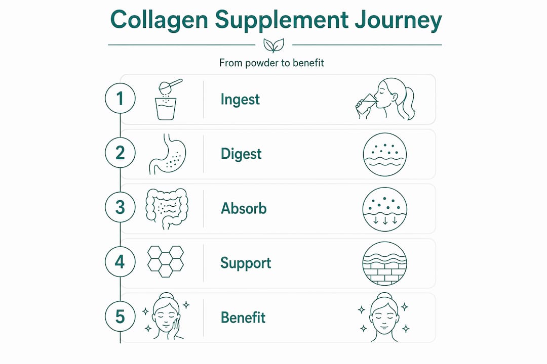 Step-by-step collagen supplement effect infographic