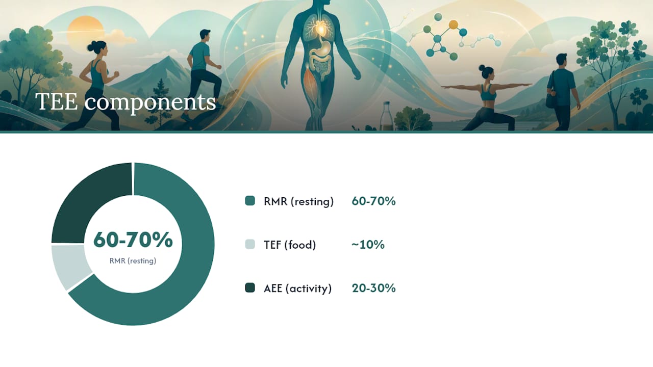 Breakdown of total energy expenditure components