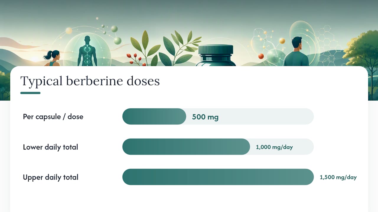 Berberine dosing, formulations and how long it takes to work — overview diagram
