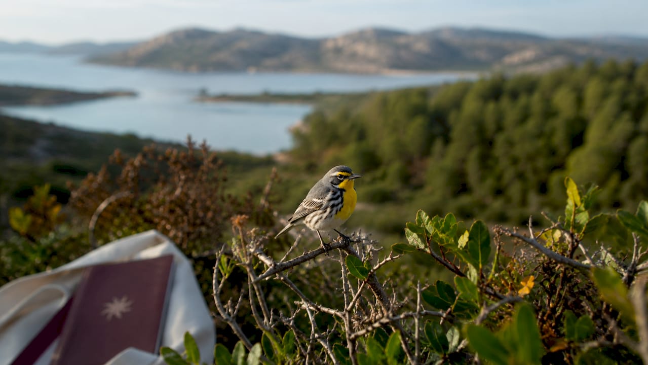 Panoramic view of Sardinia bird habitats with warbler