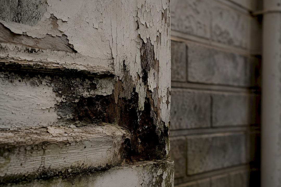 Peeling paint with mold and rot on wall