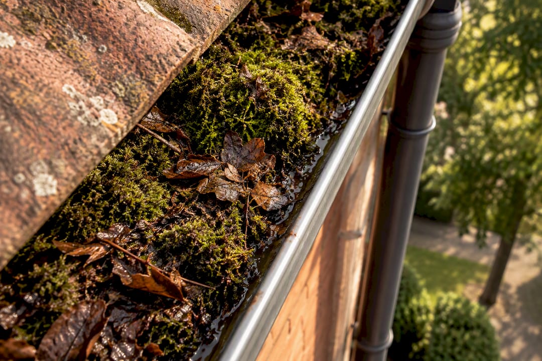 Moss and wet debris blocking residential gutter