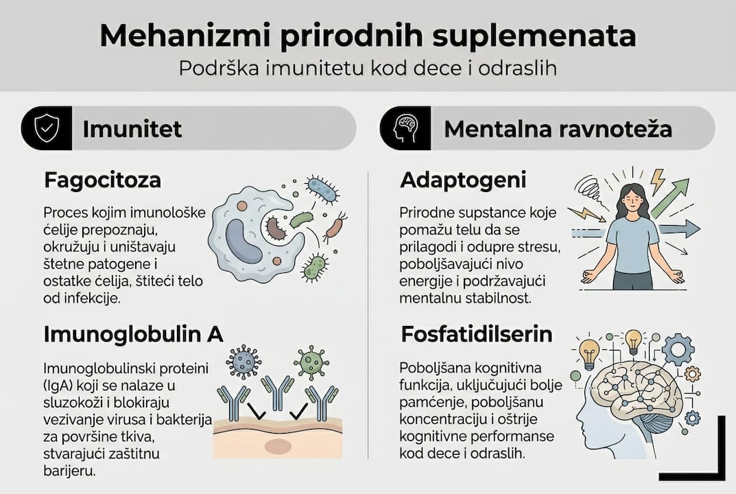 Vizuelni prikaz kako suplementi utiču na organizam