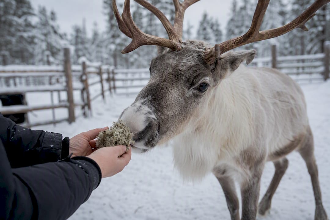 Hands feeding reindeer moss on Lapland farm
